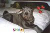 Shar Pei Foto: Das ist Shar Pei Hündin Shari (blau) (ID 8841) Shar Pei Hund