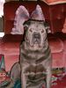Shar Pei Foto: Das ist Shar Pei Hündin Shari im Alter von fast 2 Jahren (ID 8836) Shar Pei Hund