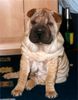 Shar Pei Foto: Golding Single Step Forward (ID 4077) Shar Pei Hund
