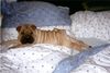 Shar Pei Foto: Golding Single Step Forward (ID 4078) Shar Pei Hund