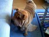 Shar Pei Foto: Tomy 18.06.2003 (ID 7404) Shar Pei Hund