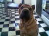 Shar Pei Foto: Tomy (ID 13421) Shar Pei Hund