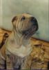 Shar Pei Foto (ID 11223) Shar Pei Hund