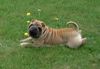 Shar Pei Foto: bin ein Faltenhund und *KEIN* Kampfhund ! (ID 4410) Shar Pei Hund