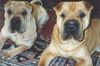 Shar Pei Foto: Das sind meine zwei süßen Knautschi´s (ID 8604) Shar Pei Hund