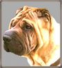 Shar Pei Hund