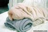 Shar Pei Foto: I love Shar-Pei (ID 1998) Shar Pei Hund