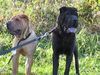 Shar Pei Foto: Gino, unser Shar Pei Rüde !! (ID 9060) Shar Pei Hund