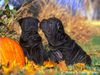 Shar Pei Foto: I love Shar-Pei (ID 2000) Shar Pei Hund