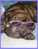 Shar Pei Foto (ID 12997) Shar Pei Hund