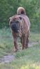 Shar Pei Hund