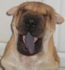 Shar Pei Foto: Iám sooooooooooooooooooooo....... (ID 14103) Shar Pei Hund