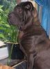 Shar Pei Foto: Gino, unser Shar Pei Rüde !! (ID 9059) Shar Pei Hund