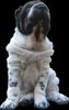 Shar Pei Foto: Flowered Forever (ID 15423) Shar Pei Hund