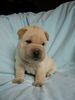 Shar Pei Foto: Ironman 4 Monate alt (ID 4305) Shar Pei Hund