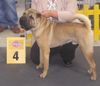 Shar Pei Foto: Jeff auf der Eurodog 03 (ID 5976) Shar Pei Hund