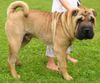 Shar Pei Foto: Wymander´s Mr. President (ID 4781) Shar Pei Hund