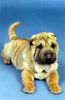 Shar Pei Foto: mein aaron (ID 7277) Shar Pei Hund