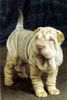 Shar Pei Foto: die schwester (ID 7276) Shar Pei Hund