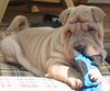 Shar Pei Foto: Just Lovely (ID 12797) Shar Pei Hund