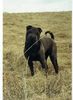 Shar Pei Foto: ...es gibt keine Kampfhunde !!! (ID 1323) Shar Pei Hund