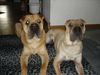 Shar Pei Foto: Rocky & Xenia (ID 15835) Shar Pei Hund