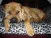 Shar Pei Foto: Rocky bei seiner Lieblingsbeschäftigung ;-) (ID 15839) Shar Pei Hund