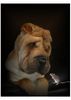 Shar Pei Foto: Cooooooooooooooool (ID 15422) Shar Pei Hund