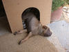 Shar Pei Hund