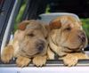 Shar Pei Foto: SØDE HUNDE (ID 8047) Shar Pei Hund