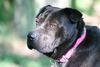 Shar Pei Foto: Eine ganz besonders schöne Dame (ID 37965) Shar Pei Hund
