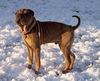 Shar Pei Hund