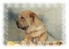 Shar Pei Foto (ID 11222) Shar Pei Hund