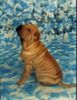 Shar Pei Foto (ID 10386) Shar Pei Hund