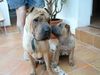 Shar Pei Foto (ID 12896) Shar Pei Hund