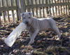 Shar Pei Hund