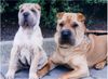 Shar Pei Foto: Meine zwei Shar Peis (ID 1583) Shar Pei Hund