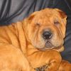 Shar Pei Foto: Xui, 4 monate alt (ID 10648) Shar Pei Hund