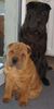 Shar Pei Foto: Shar Pei ... (ID 10647) Shar Pei Hund
