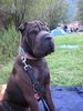 Shar Pei Foto: Zorro, die Sabberkrake (ID 5247) Shar Pei Hund