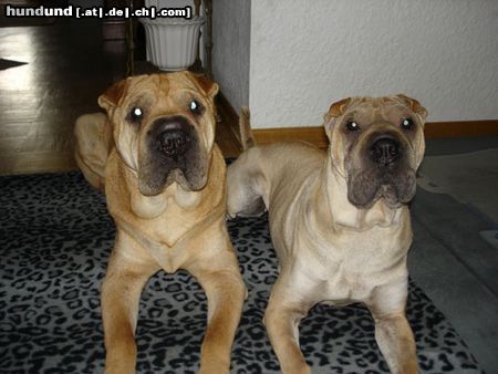 Shar Pei Hunde Foto 15835 Shar Pei Rocky & Xenia