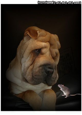 Shar Pei Hunde Foto 15422 in höherer Auflösung ansehen Shar Pei Cooooooooooooooool