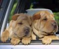 Shar Pei Hunde Foto 8047 Shar Pei SØDE HUNDE