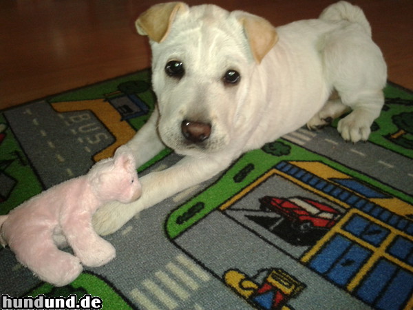 Shar Pei Hunde Foto 47169 Shar Pei Unser Shar Pei Mix Amy mit 16 Wochen :-)