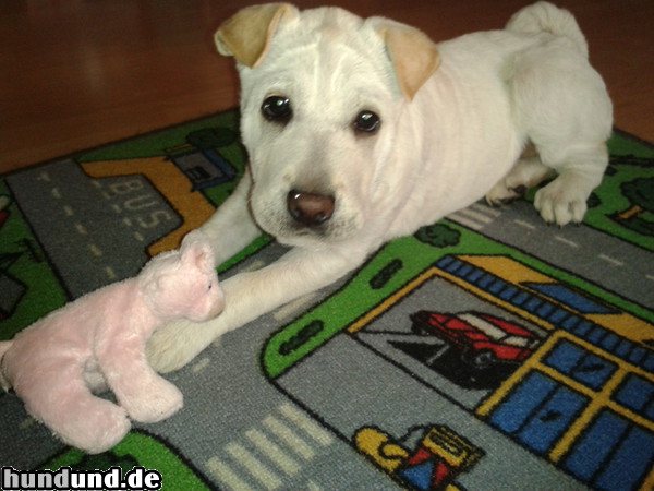 Shar Pei Unser Shar Pei Mix Amy mit 16 Wochen :-)