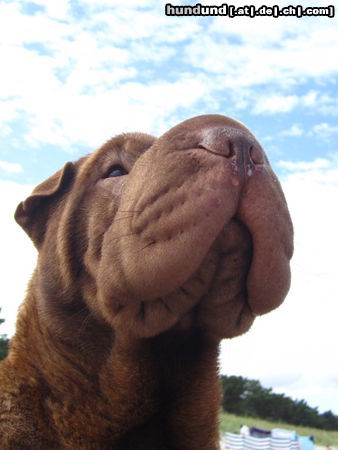 Shar Pei Hunde Foto 46544 in höherer Auflösung ansehen Shar Pei Das ist mein Stolz: Baxter