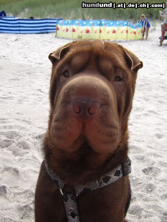 Shar Pei Baxter an der Ostsee