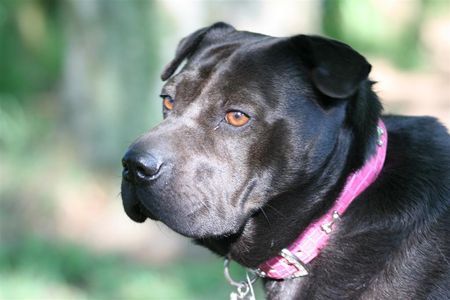 Shar Pei Eine ganz besonders schöne Dame 