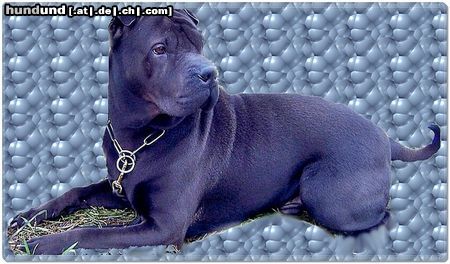 Shar Pei Hunde Foto 45534 in höherer Auflösung ansehen Shar Pei Happy Hippos Simba