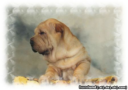 Shar Pei Hunde Foto 11222 Shar Pei